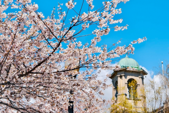 美翻了！多伦多High Park樱花70%盛开！15处赏樱胜地大盘点！