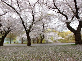 153_1high_park_cherry_blossoms