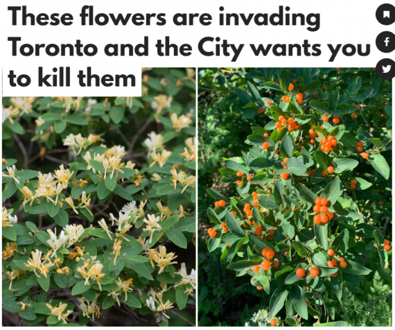 注意！这些长在家门口的花正在入侵多伦多！市政府：看到快拔掉！