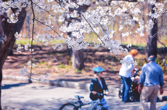 打卡！High Park樱花将达盛开高峰：多伦多这些地方都可赏樱！