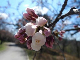 HP-Cherry-Blossoms-April-5-102