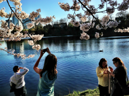 cherry-blossoms-and-pond