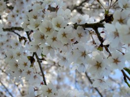 20100419_cherry-blossoms-05