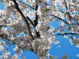 Cherry-Blossom-Trees-High-Park